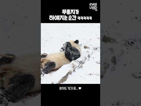 3초만에 금메달 확정 우상혁 높이 뛰기